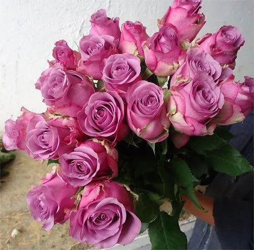 Rosas moradas / Lilas | Flickr - Photo Sharing!