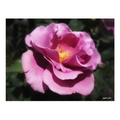 Rosas Moradas 3 Postcard from Zazzle.