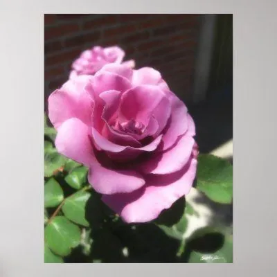 Rosas Moradas 1 Print | Zazzle.