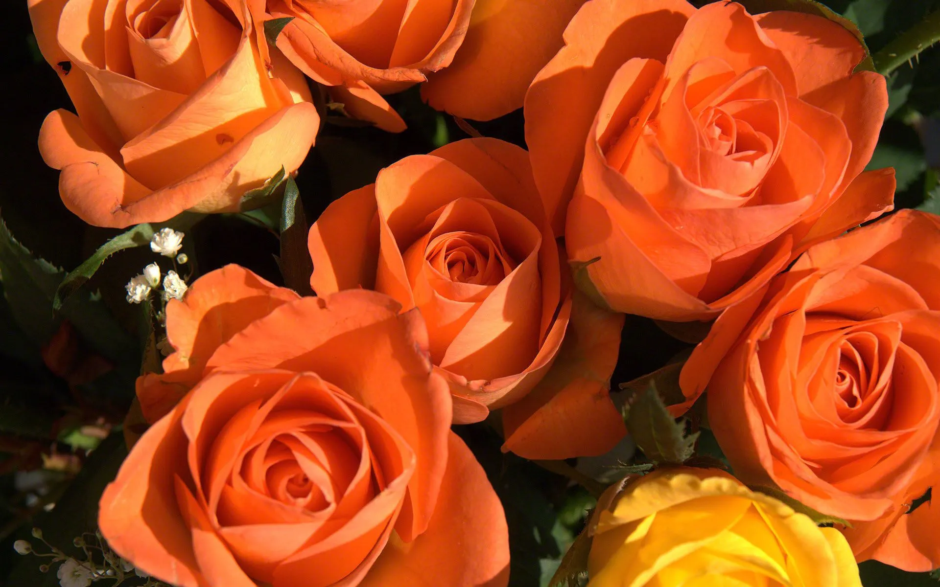 Rosas naranja ideal de fotos e imágenes de fondo como papel tapiz o ...