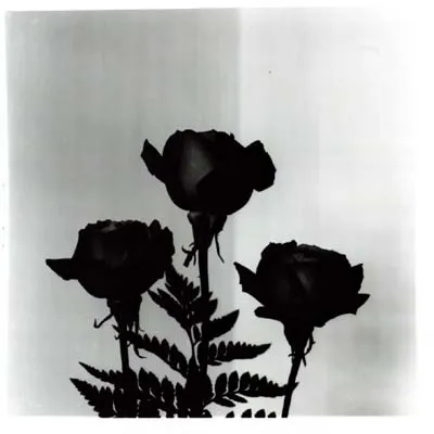 rosas negras