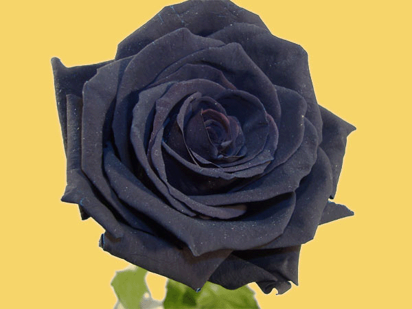 Rosas Negras. | Blog comprar flores en Madrid - quedeflores.