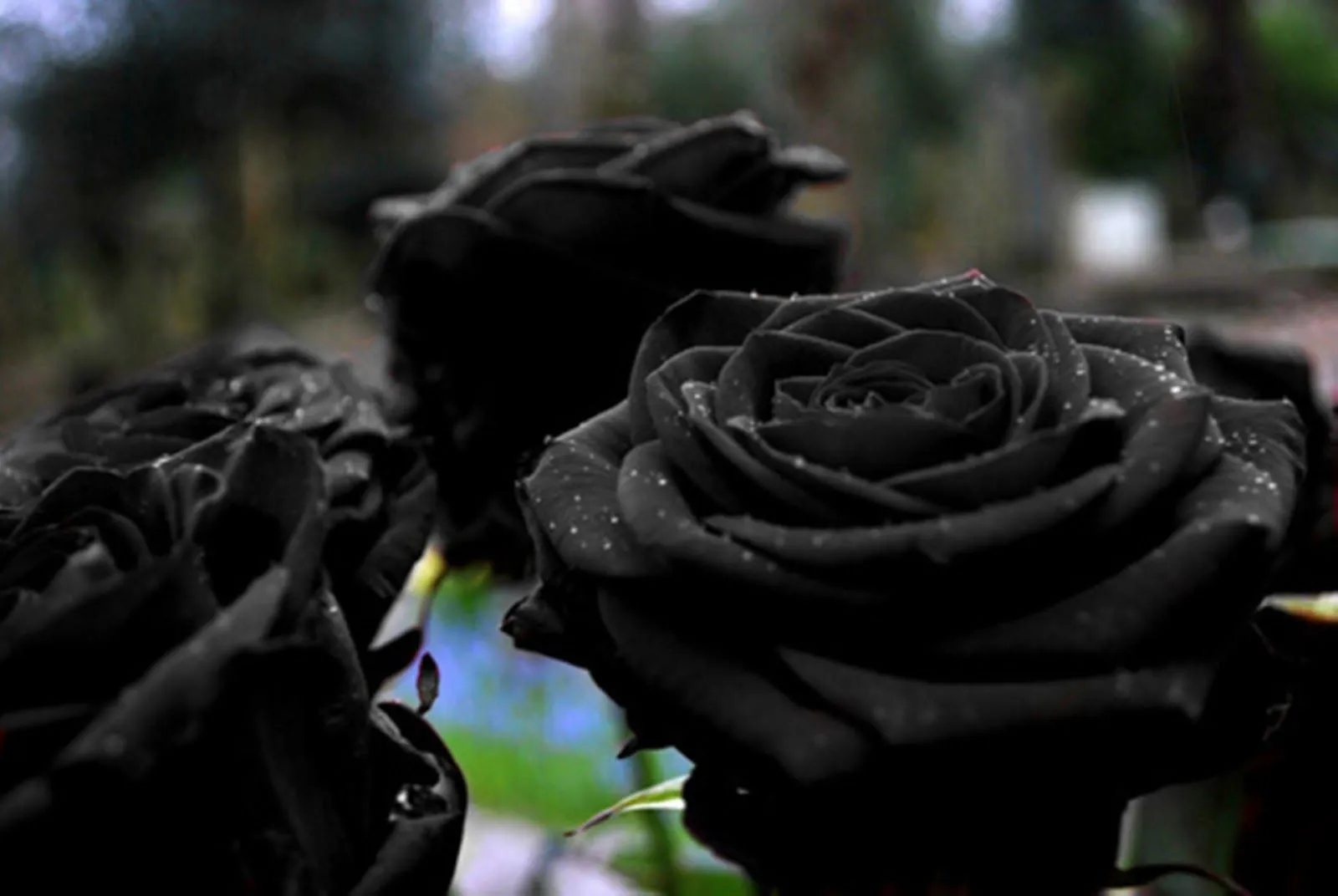 Rosas Negras - Fondos de Pantalla HD - Wallpapers HD