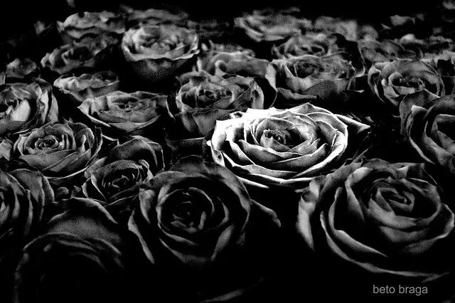 Rosas negras | Flickr - Photo Sharing!