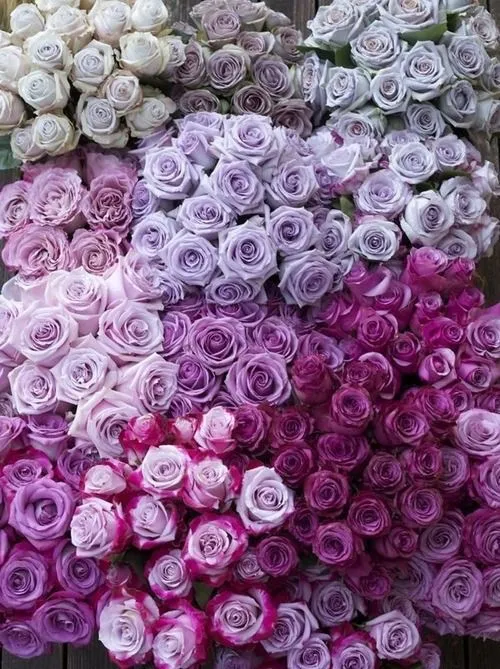 Rosas on We Heart It. - QUEST TOWARDS UNKNOWN