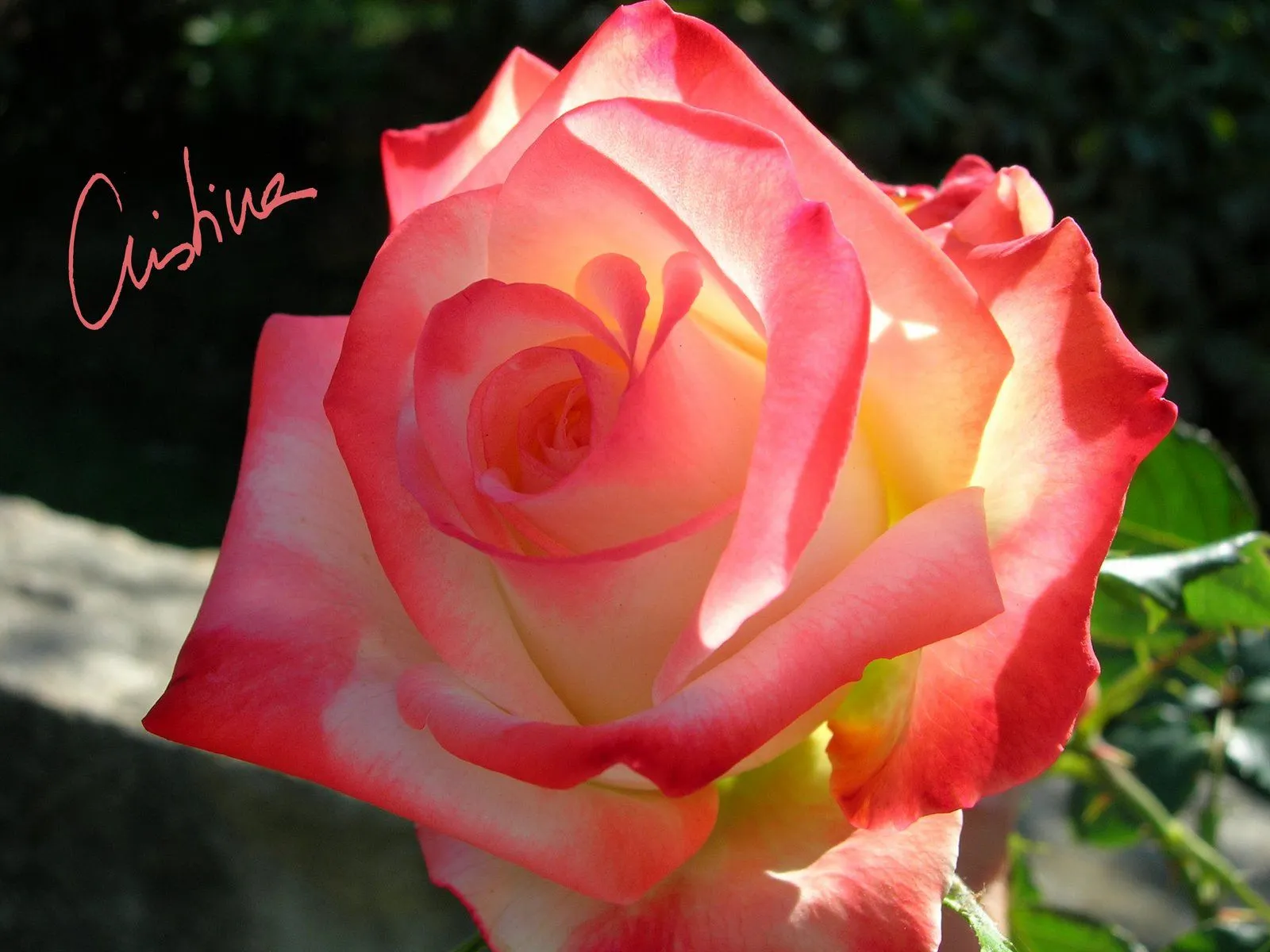 Días de rosas: octubre 2011