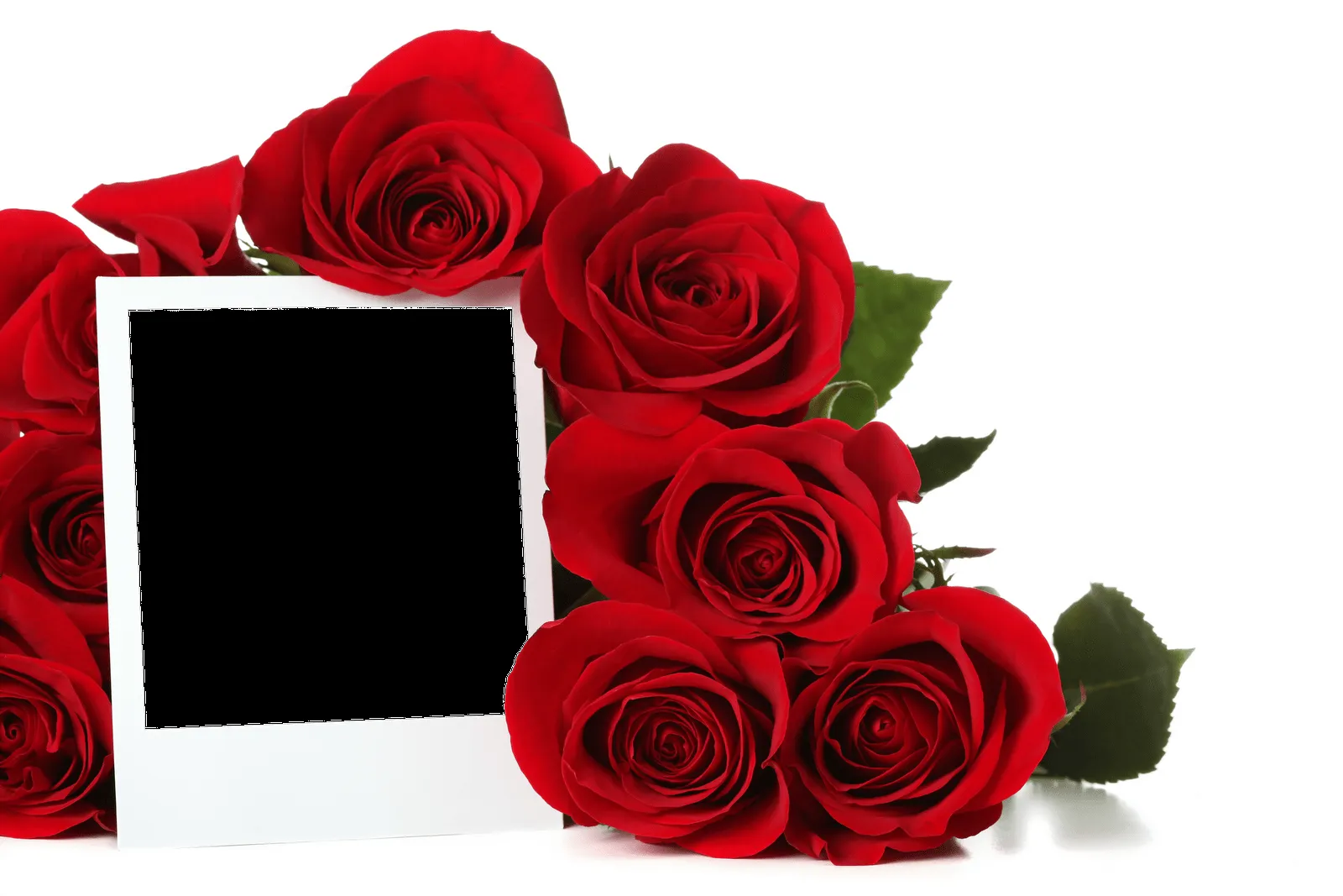 Rosas png gratis - Imagui