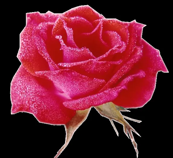 rosas png