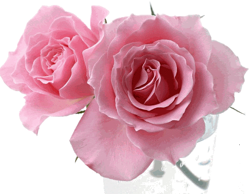 Rosas en png - Imagui