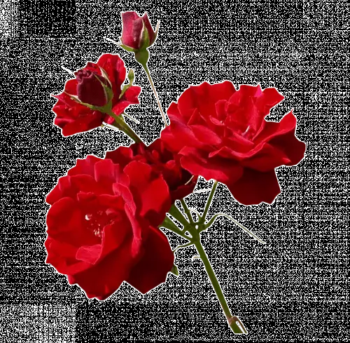 Rosas png para Photoshop - Imagui