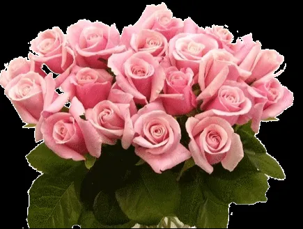 Rosas rosas png - Imagui