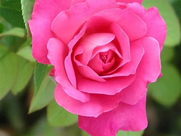 Las rosas y su rico aroma | Blogcurioso
