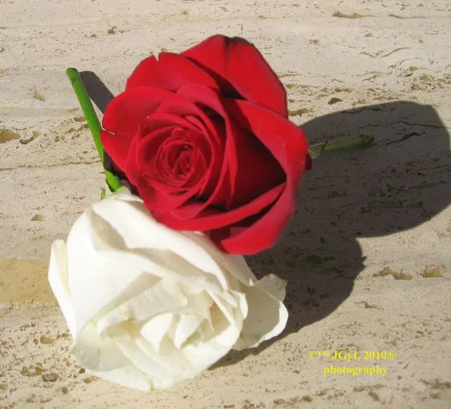 Rosas Roja y blanca | Flickr - Photo Sharing!