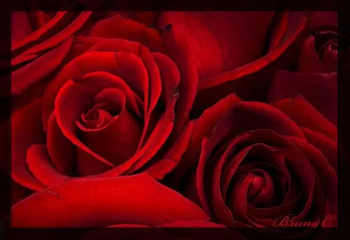 Rosas Rojas de amor | Cientos de Imagenes