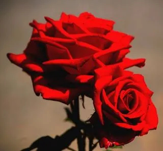 Rosas Rojas de amor | Cientos de Imagenes