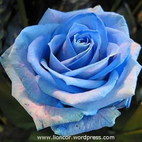 rosas rojas | AMOR ETERNO ...