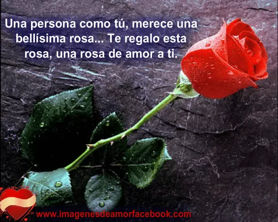 Rosas rojas de amor con frases romanticas - Imagui