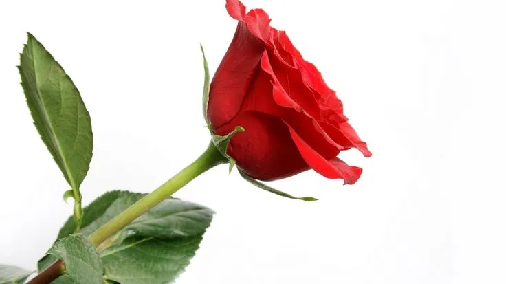 rosas rojas - Buscar con Google | Rosas rojas | Pinterest ...