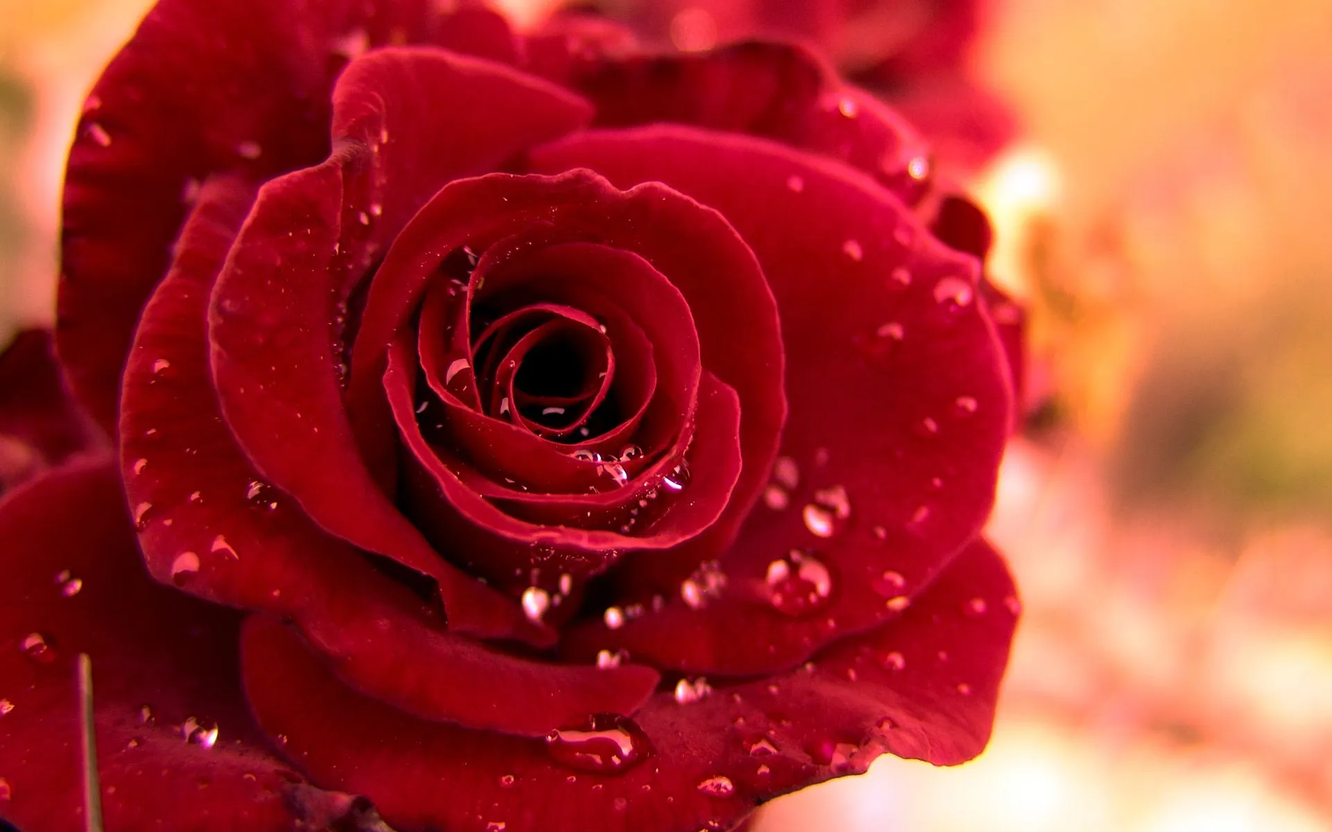 Rosas rojas | Desván escondido