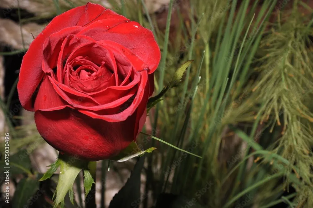 Rosas rojas hermosas, naturaleza expresiva, rojas, amor, cariño,  comprension, creacion divina, mensaje de amor Photos | Adobe Stock