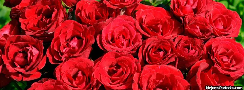 Rosas rojas - ÷ Las Mejores Portadas para tu perfil de Facebook ÷