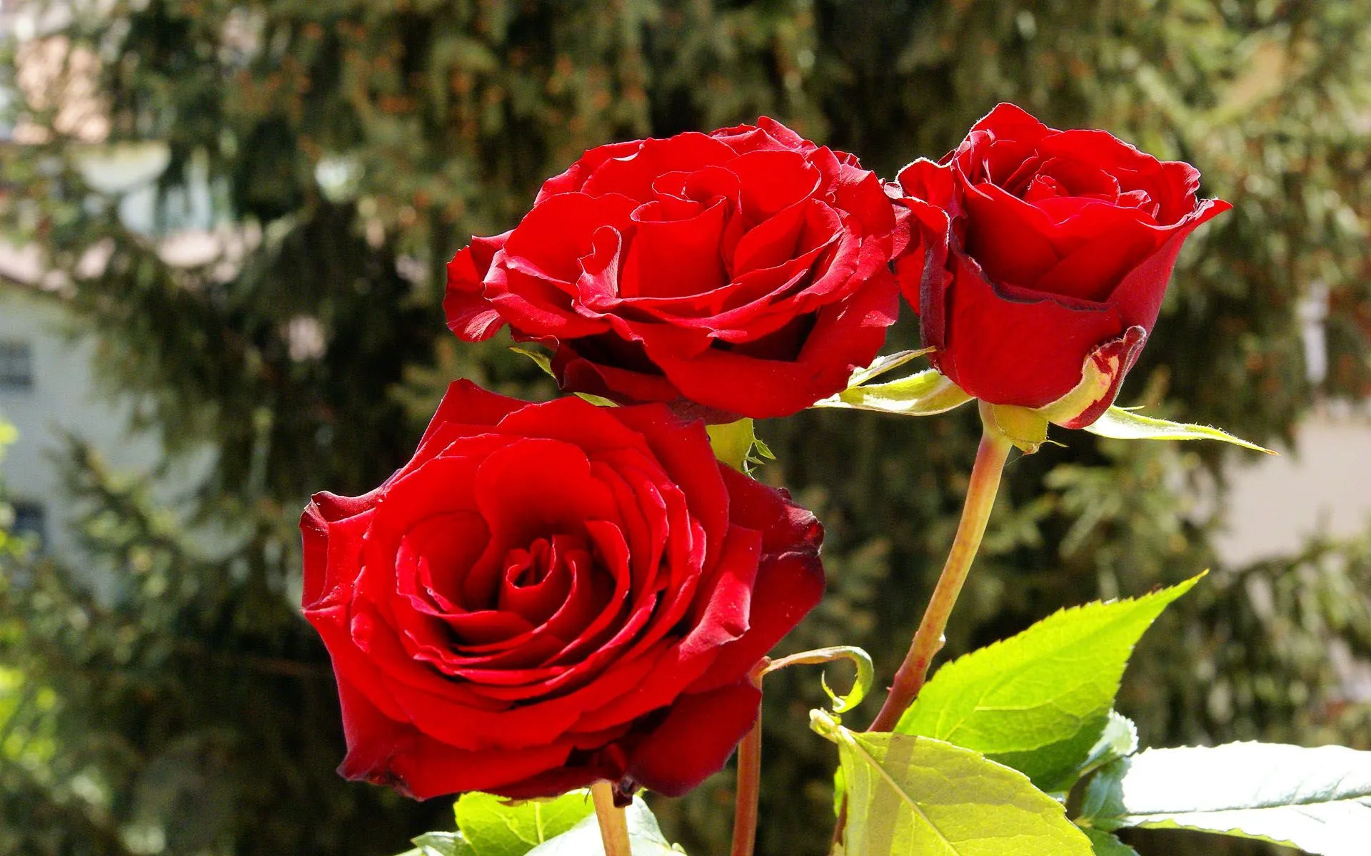 tres rosas rojas romanticas con la naturaleza de fondo verde