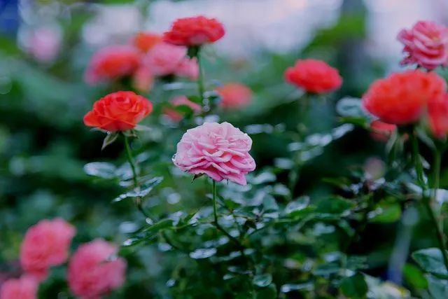 Rosas rojas y rosas en el jardín