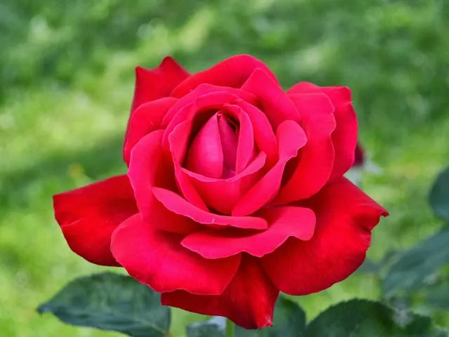Fotos de rosas rojas HD - Imagui