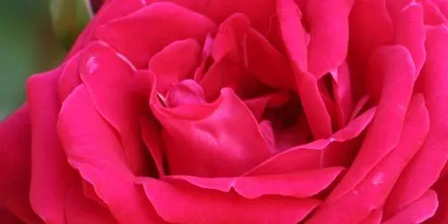 Rosas. Significado de las rosas