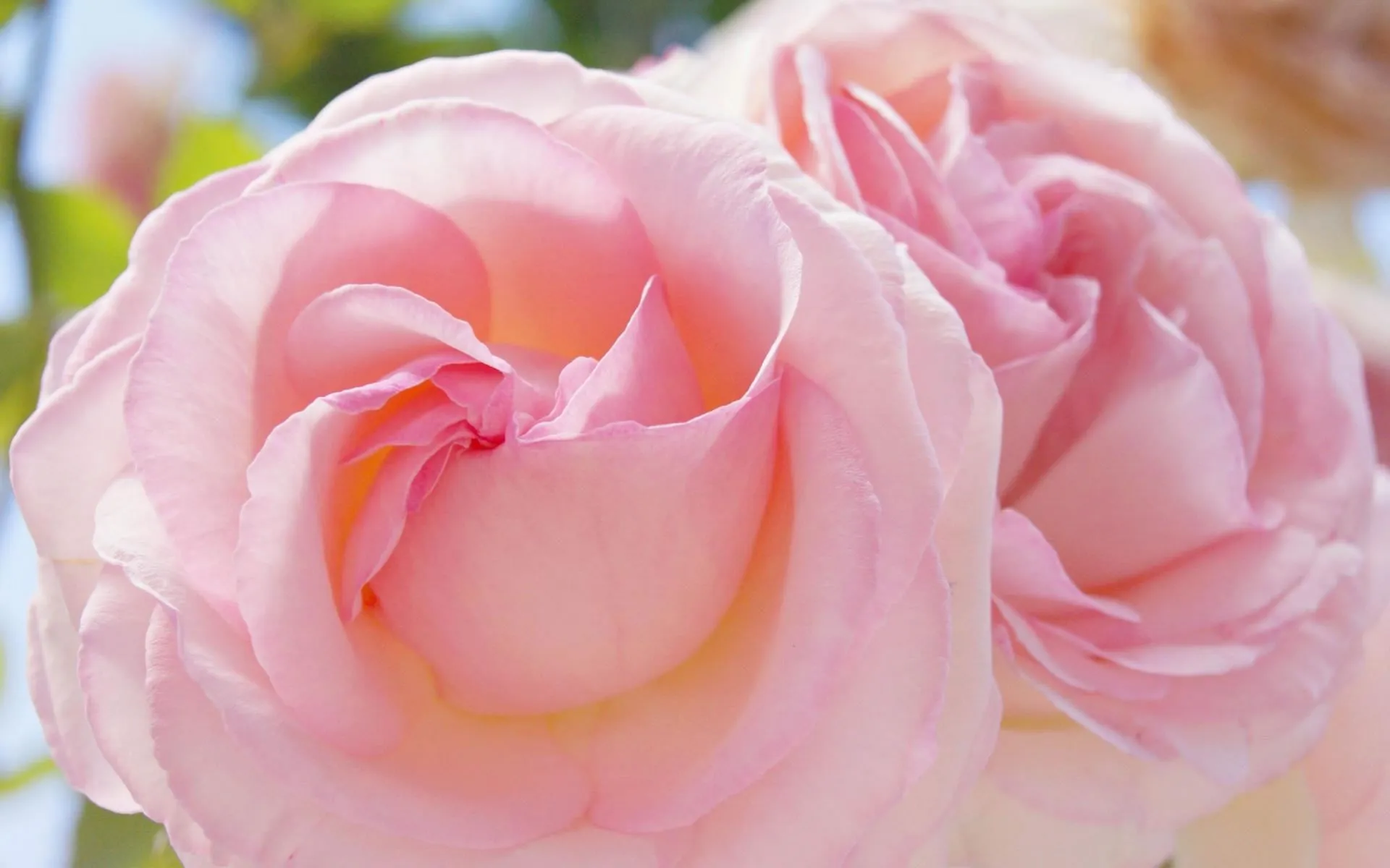 Dos Rosas Wallpaper - Wallpapers