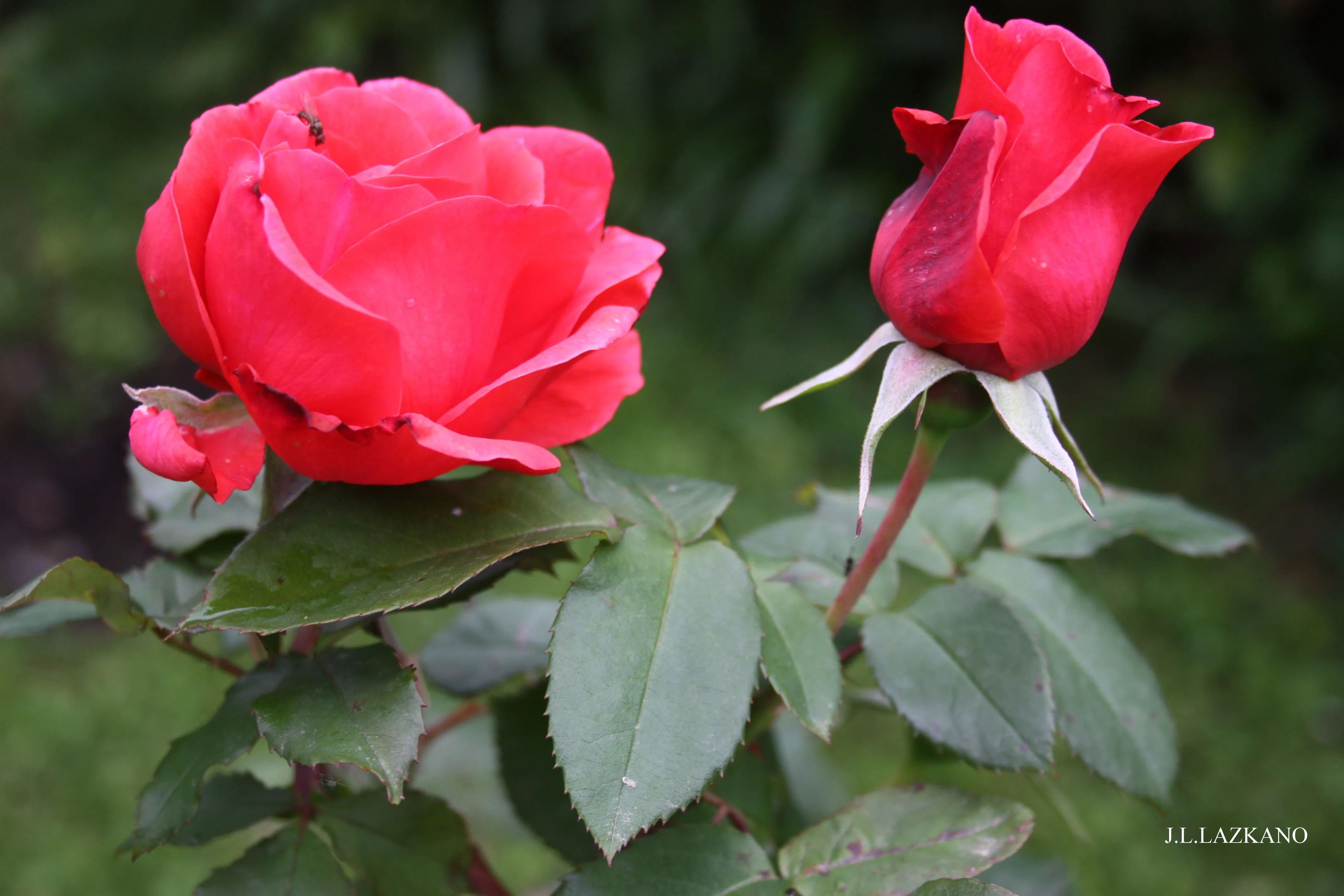 ROSAS.Casa Campo.Deba.2009-05-26 | fotos de Curiosas