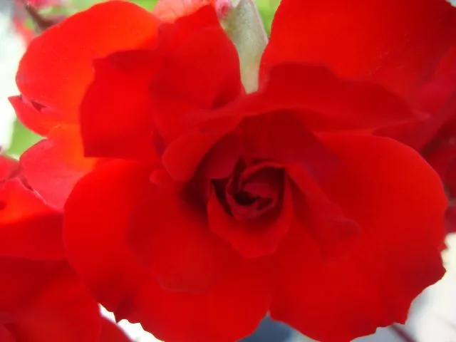 ROSAS.LAS FLORES MAS HERMOSAS | fotos de Naturaleza