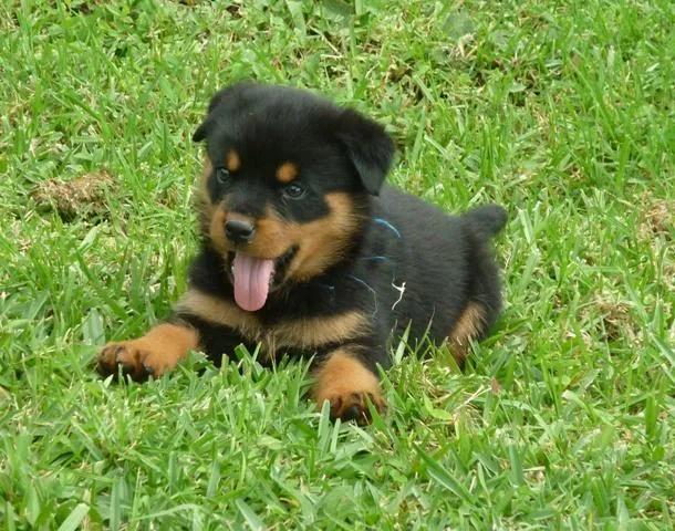 Rottweiler Cachorros De Exposicion Pictures