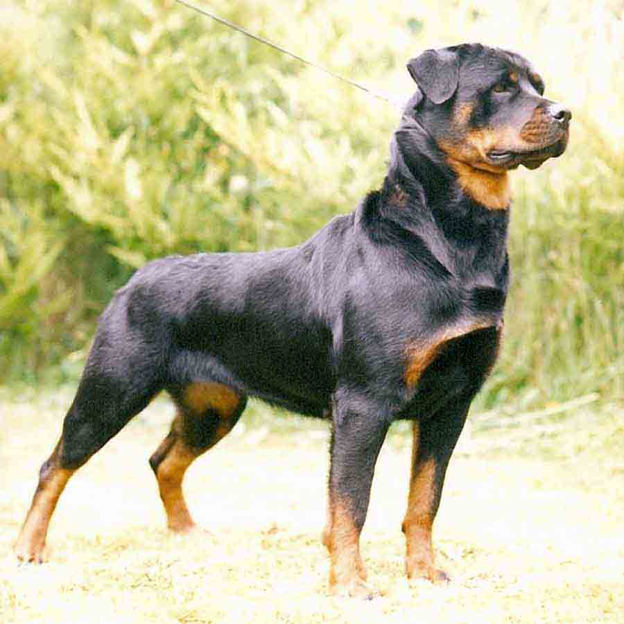 Rottweiler Dog | Interesting Facts & New Pictures | All Wildlife ...