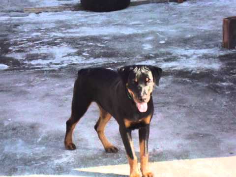 Rottweiler femea com 6 meses - YouTube