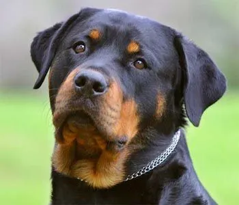 Rottweiler | Fun Animals Wiki, Videos, Pictures, Stories