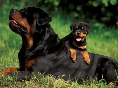 Rottweiler | Fun Animals Wiki, Videos, Pictures, Stories