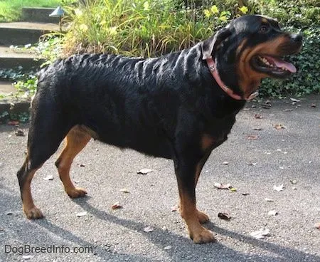 Rottweiler Information and Pictures, Rottweilers, Rottie, Rotties
