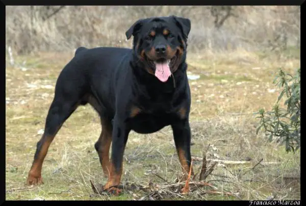Rottweiler information, pictures, galleries, classifieds and breeders