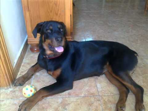 Rottweiler de 7 meses - YouTube