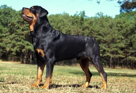 Rottweiler Page