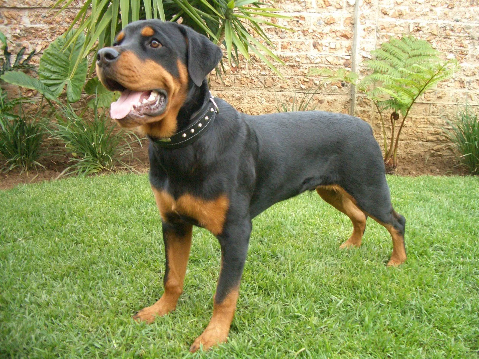 Rottweiler. PerrosAmigos.