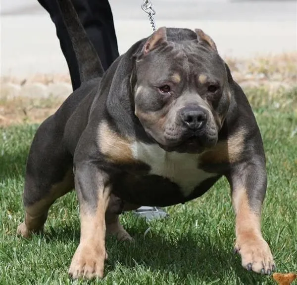 Rottweiler Pit Mix | rottweiler pitbull mix is the best breed mix ...