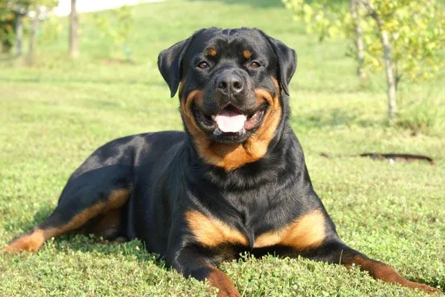 Rottweiler breed information. Get answers to questions about ...