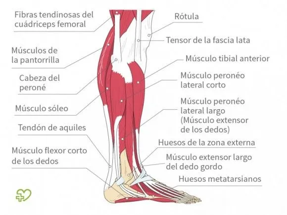 Musculos de las piernas nombres - Imagui