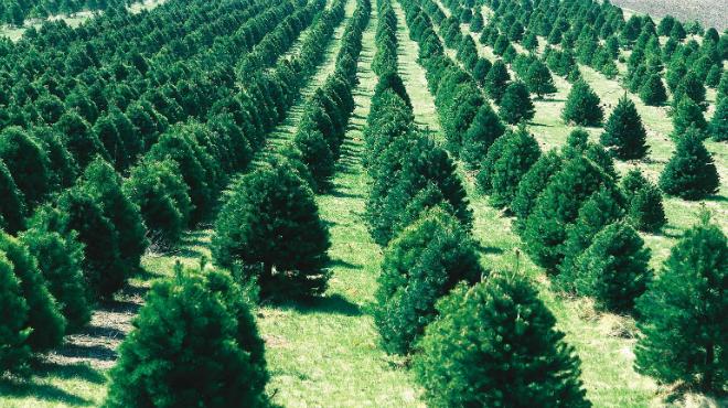 Roya agalladora de conos de pinos | RADIOMÁS