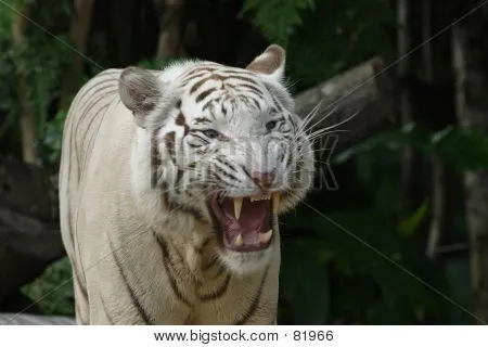 Tigre blanco rugiendo - Imagui