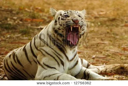 Tigre blanco rugiendo - Imagui