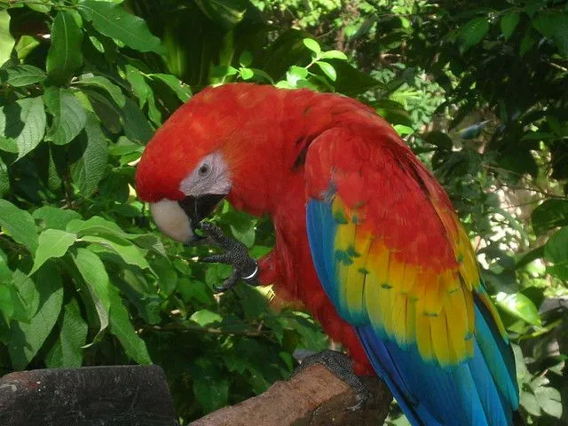 Ruinas de Copan Guacamaya | Flickr - Photo Sharing!