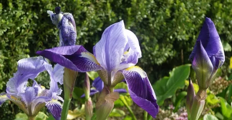 RUMIA,RIE Y SUEÑA CONMIGO: LOS PRIMEROS LIRIOS DEL JARDÍN